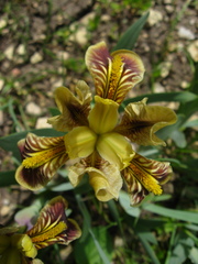Iris scariosa