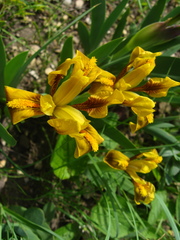 Iris scariosa