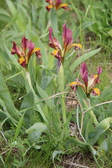 Iris scariosa