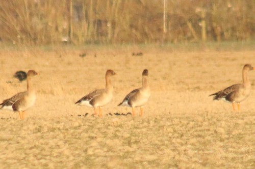 Tundra Bean Goose, 9977 Kloosterburen, Netherlands, photo 7 of 10
