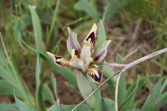 Iris scariosa