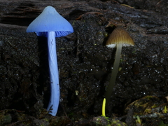 Entoloma squamiferum
