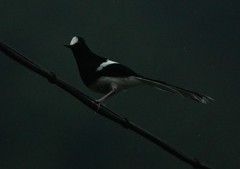 Enicurus leschenaulti