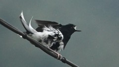 Enicurus leschenaulti