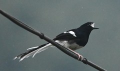 Enicurus leschenaulti