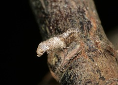 Epermenioidea