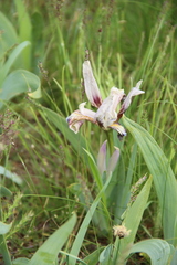 Iris scariosa