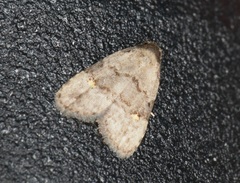 Fustius sterlingi