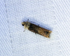 Hedya iophaea
