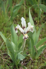Iris scariosa