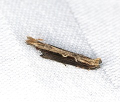 Hypatima spathota