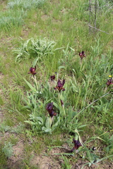 Iris scariosa