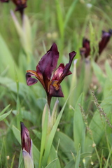 Iris scariosa