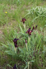 Iris scariosa