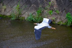 Ardea cinerea