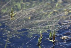 Bufo gargarizans