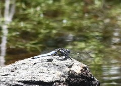 Orthetrum internum