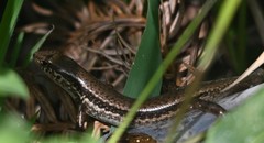 Sphenomorphus indicus