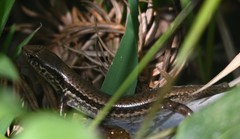 Sphenomorphus indicus