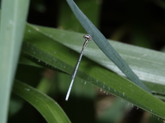 Agriocnemis argentea