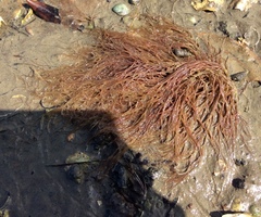 Gracilaria chilensis