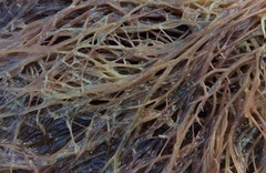 Gracilaria chilensis