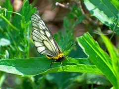 Parnassius glacialis