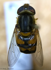 Parhelophilus integer