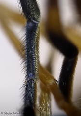 Parhelophilus integer