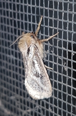 Fraus simulans