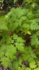 Geranium robertianum