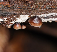 Mycena mulawaestris