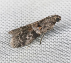 Sacculocornutia