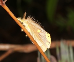 Euproctis quadrangularis