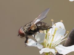 Phasia subcoleoptrata
