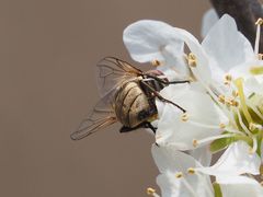 Phasia subcoleoptrata