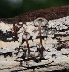 Mycena mulawaestris