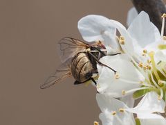 Phasia subcoleoptrata