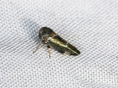 Idioscopus nitidulus