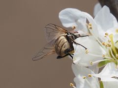 Phasia subcoleoptrata