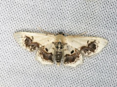 Idaea macrospila
