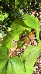 Acer pseudoplatanus