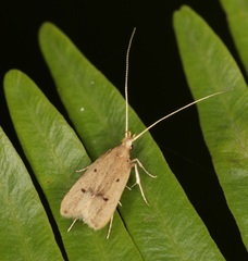 Lecithocera aulicousta