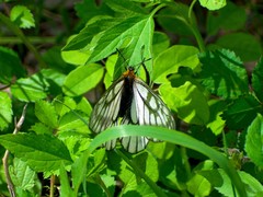 Parnassius glacialis