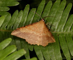 Pseudonadagara semicolor