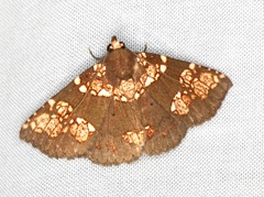 Saroba pustulifera