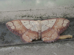 Pylargosceles steganioides