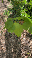 Acer pseudoplatanus
