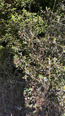 Corokia cotoneaster