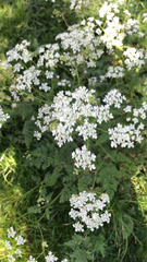 Anthriscus sylvestris